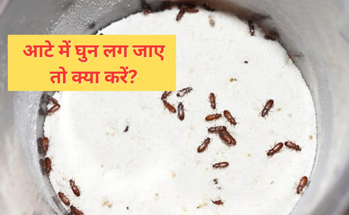 What to do if insects are applied in the dough? This method will remove the mite in the rain within minutes, try it once