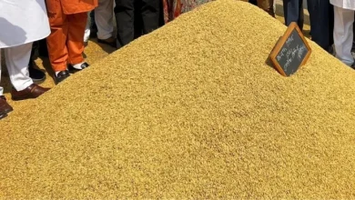 Paddy purchases will be made at these 31 Purchase Centers in Bal Rampur. Three Agencies have responsibility – Paddy purchases start 31 collection centers open in ball disasterur