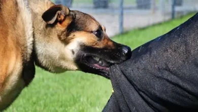The dog bites the innocent, reaching the base hospital after bleeding; 30 cases that come out in this city of Uttarakhand daily – dog attack in the Haldwani child