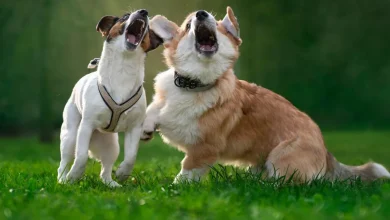 Dog Expert Explains every type of belly – and what they all mean – ryan