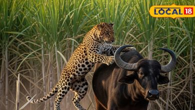 Pilibhit News: Villagers are falling into Pilibhit again because of the increasing dominance of tigers, residents in panic
