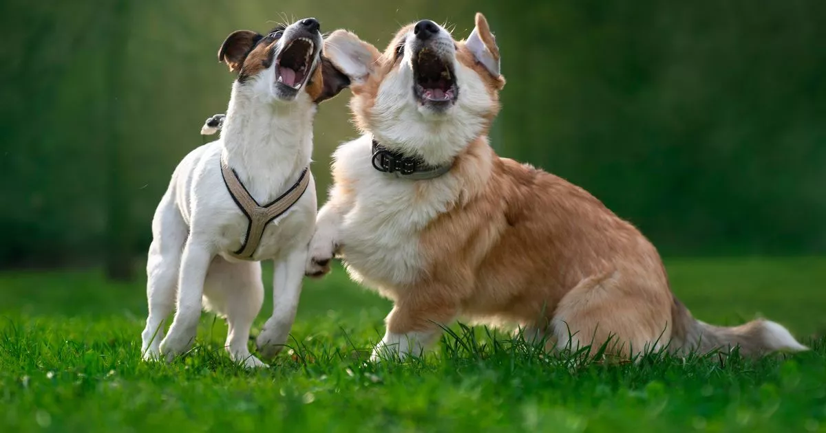 dog-expert-explains-all-sorts-of-belly-–-and-what-all-of-them-point-out