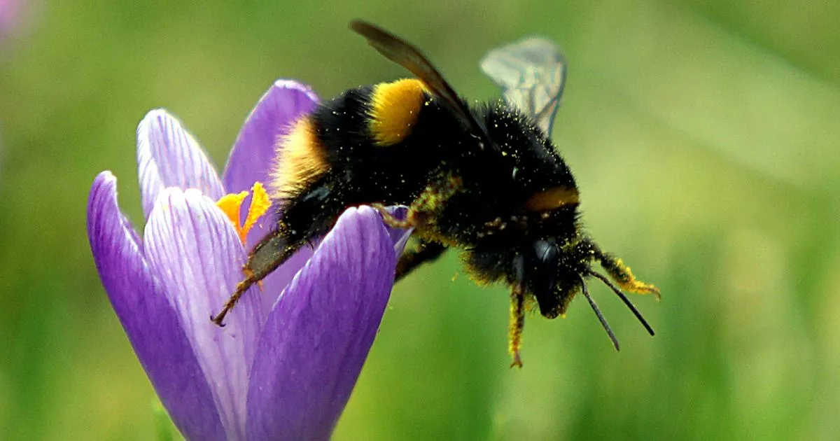 garpers-suggested-to-dwelling-one-item-in-the-colour-to-serve-bees-thrive-this-summer-season