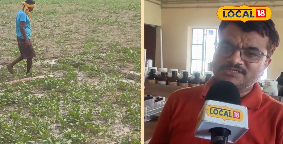 Tips and Trick: A photo of the farm will be changed in spending 50 rupees, fertilizer, bumper will be yielded