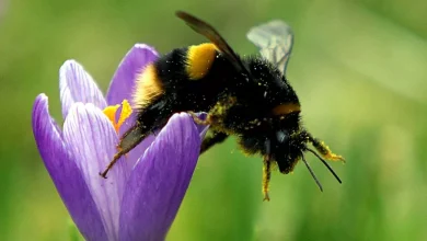 garpers-entreated-to-convey-one-item-within-the-coloration-to-aid-bees-thrive-this-summer