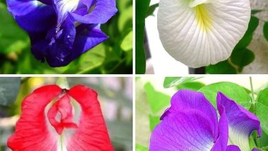 This Navratri is water, offers special blessings from Maa Bhagwati, this special flower, knowing it in the video, relationship with Shri Ram