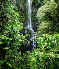 What is the importance of rainforests on earth?