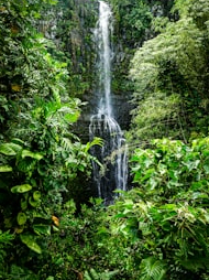 What is the importance of rainforests on earth?