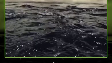 كاد مغامرون أن يتعرضوا لحادث خطير عندما قفز حوت أزرق ضخم يزن نحو 30 طنا بالقرب من قاربهم أثناء…