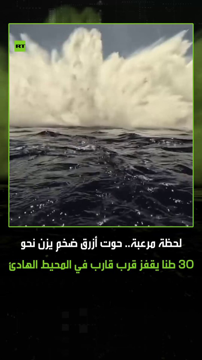 كاد مغامرون أن يتعرضوا لحادث خطير عندما قفز حوت أزرق ضخم يزن نحو 30 طنا بالقرب من قاربهم أثناء…