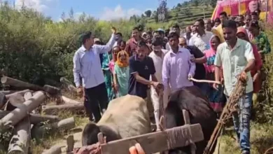 Unique demonstration in Uttarakhand, former speaker and MLA opened the bad road with oxen – Almora villagers protesting bad roads demand government action