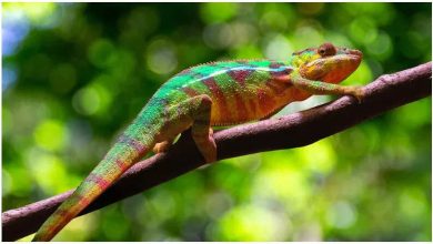 Not just chameleons, these creatures of the world also change their body color, knowing the reason will be shocked