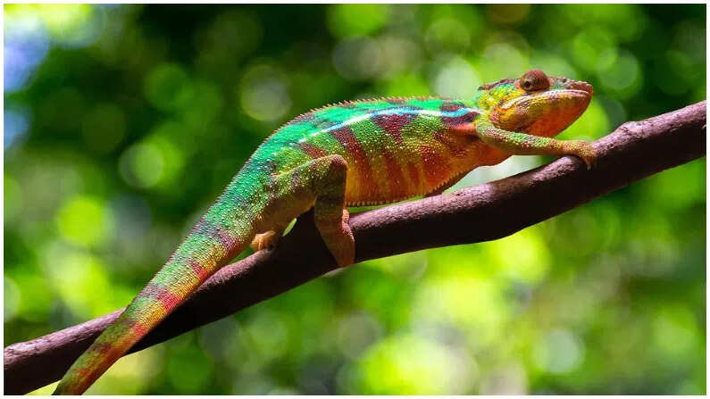 Not just chameleons, these creatures of the world also change their body color, knowing the reason will be shocked