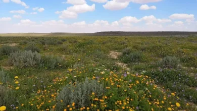 في اليوم العالمي للزراعة.. محمية الملك سلمان بن عبدالعزيز الملكية تُثمر عن غرس 4 ملايين شجرة