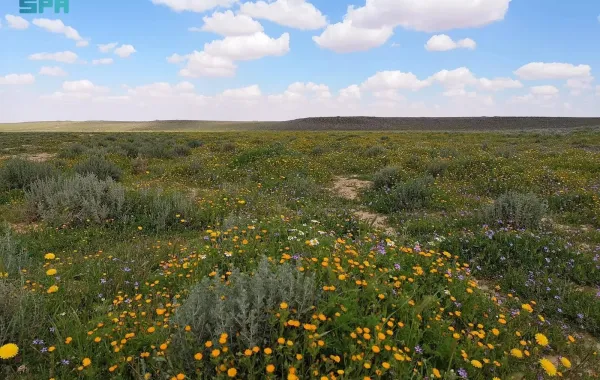 في اليوم العالمي للزراعة.. محمية الملك سلمان بن عبدالعزيز الملكية تُثمر عن غرس 4 ملايين شجرة