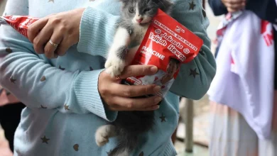 Study: Raw cat food holds risks for pets and breeders in