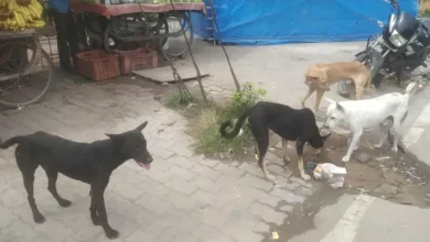 Do not panic when a dog cat or monkey bites, do this work immediately for 15 minutes; Your life can be saved – Dog Cat Monkey Bite Immediate Doctor Consultation is crucial