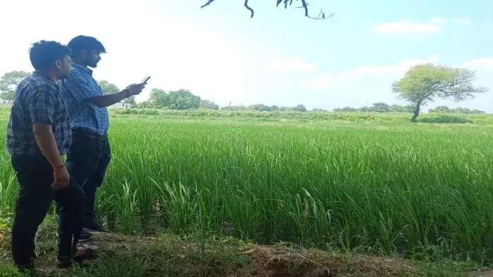 Action was sought by issuing action against 237 Panchayat Assistants who did not take up crop recording in this district UP, Agri Stack Survey hit by Panchayat Assistant Negligence in Balrampur