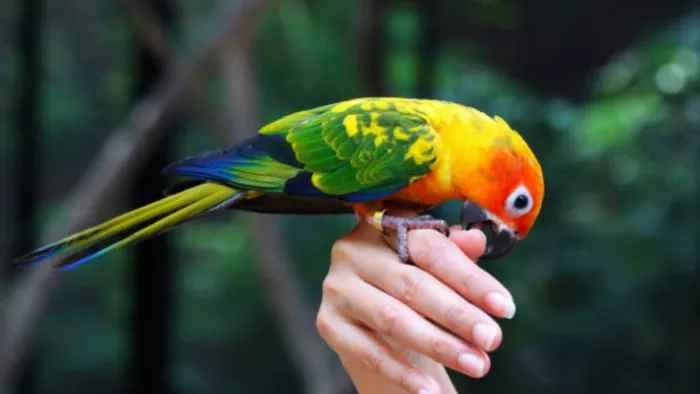 Parrot took the life of a 12 -year -old child in sports, the reason for the shocking accident -12 -year -old crushed by coconut tree in Kerala aluva