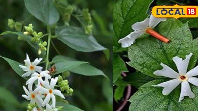 Joint pain, cough, cold, horsingar gave relief in viral fever, know the countless wonderful benefits