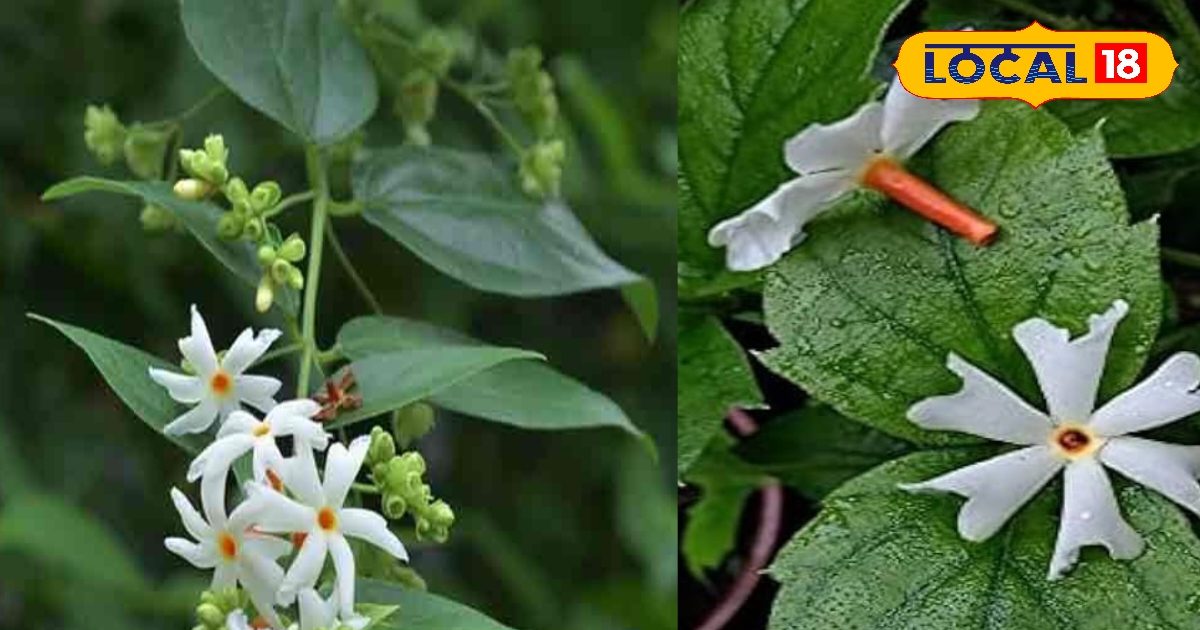 Joint pain, cough, cold, horsingar gave relief in viral fever, know the countless wonderful benefits