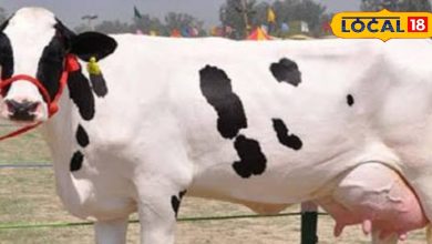 Tips Cow Care: Cows will cast milk crivers in 3 manner