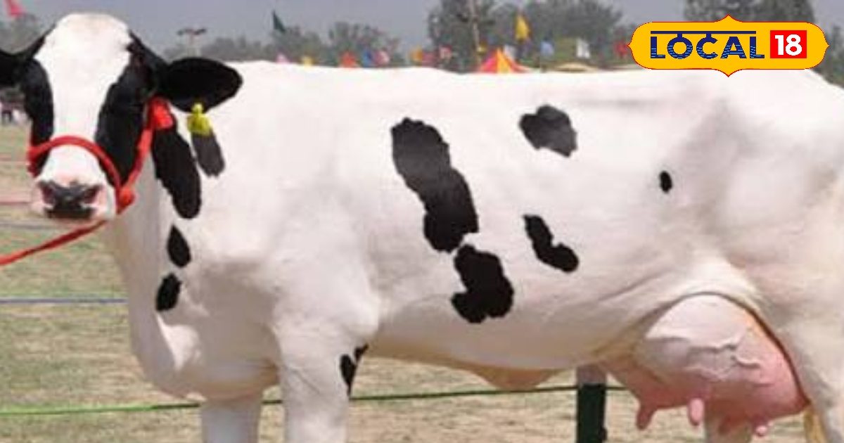 Tips Cow Care: Cows will cast milk crivers in 3 manner