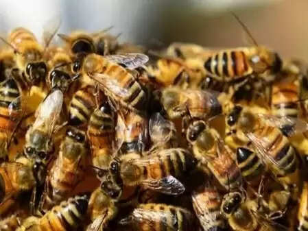Bees attacked dedicated in the temple of Madhya Pradesh, 8 people of the same family injured