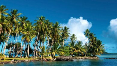 World’s largest and expensive coconut