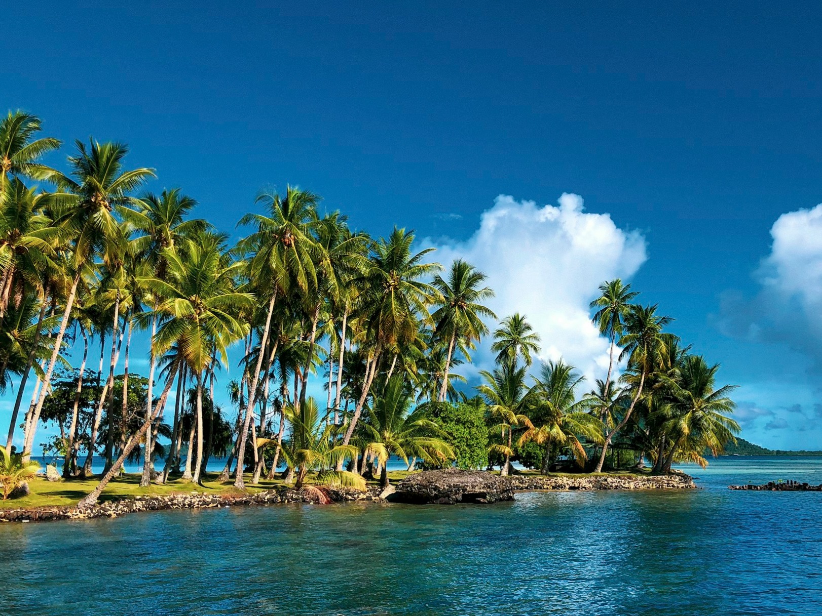 World’s largest and expensive coconut