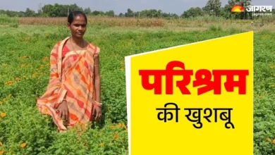 Jagadar’s daughter Vibha showed incredible, Marigold earned millions of rupees from the farm -Jagdars daughter Vibha gained wonders with just one Bigha land earned by lakhs of rupees of the marigold cultivation