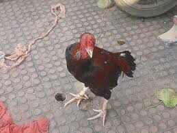 17 arrested for gambling on the battle of chickens, seized millions of rupes and chickens in the video