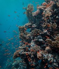 Why is the threat to coral reef?