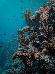 Why is the threat to coral reef?