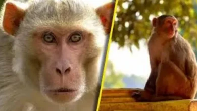 Government officials looked through a monkey attack on Shastri Bhavan in Delhi, and police investigated – police investigated NCR Delhi officials after the monkey attack fell on Shastri Bhawan