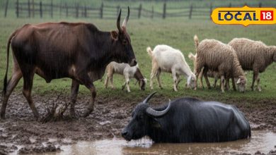 This dangerous disease spreads in cow-buffalo, identifies the disease like this