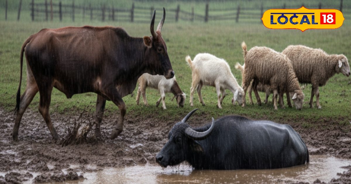 This dangerous disease spreads in cow-buffalo, identifies the disease like this