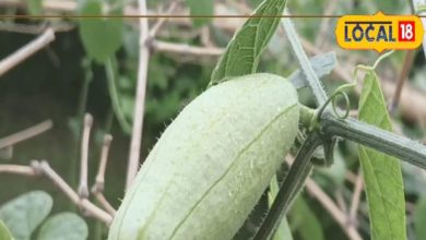 This incredible crop is found in the market, farmers are becoming silver! A few days on fresh