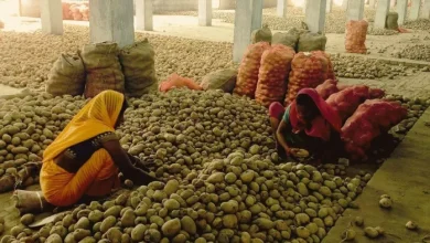To milk and milk … adultery in potato also puts shocking revelations in FSDA examination – forged potatoes dangerous chemicals used to make old potatoes look new