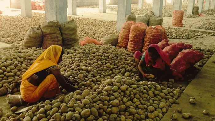 To milk and milk … adultery in potato also puts shocking revelations in FSDA examination – forged potatoes dangerous chemicals used to make old potatoes look new