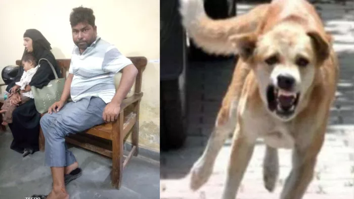 Stray -dreaded dog terror in Pilibhit has cut five people; One’s condition is critical -stray dogs -terror in the Pilibhit district bites people one in critical condition