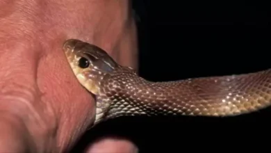 In this district up, four people, including mother and daughter, were bitten by a snake, an old lady is dead – snake bite four in the Hardoi’s daughter who was injured