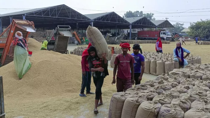 Good news! Paddy purchases start in Hoshiarpur Mandis, farmers get incredible facilities -Paddy purchases start in Hoshiarpur Mandis farmers get incredible facilits