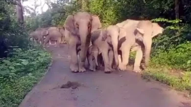 Wild: Elephant does not disappear from Dalma like a Tiger from Palamu Tiger Reserve, what do experts say? – Dalma Elephant Dealing Jamshedpur News Highlights Conservation Issues