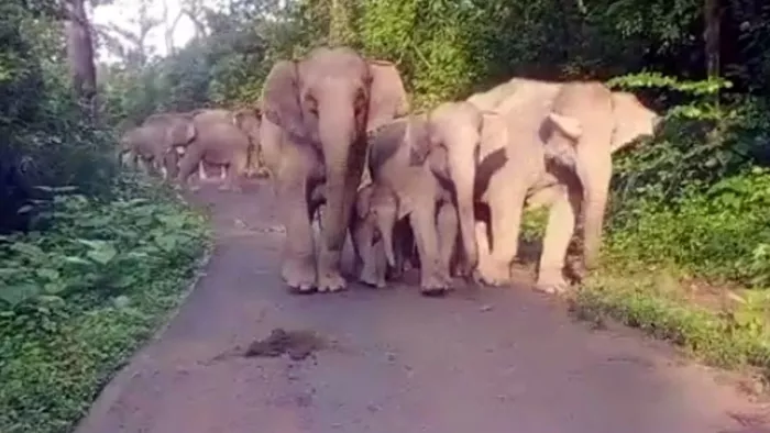 Wild: Elephant does not disappear from Dalma like a Tiger from Palamu Tiger Reserve, what do experts say? – Dalma Elephant Dealing Jamshedpur News Highlights Conservation Issues