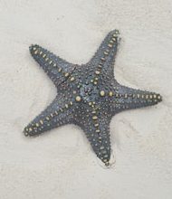 Can some animals become lost again organs again?