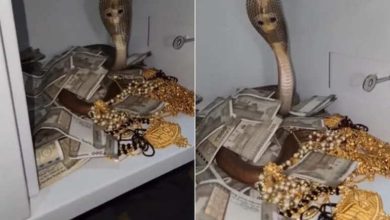 Creepy video of Cobra has become viral on social media, people have stopped breathing as soon as they enter the safe
