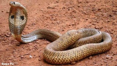The priest killed the snake and took it after two years, in this unique way, knowing that you will be shocked