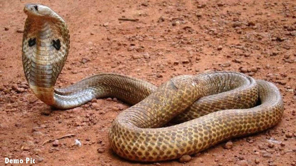 The priest killed the snake and took it after two years, in this unique way, knowing that you will be shocked