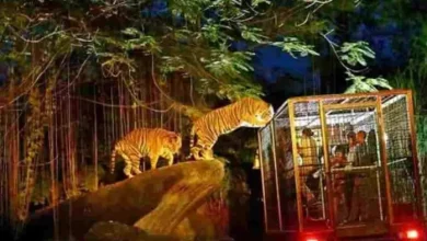 Kukrail Night Safari: Camping facility will also be available in Lucknow’s Kukrail Night Safari – Kukrail Night Safari Up Forest Department will offer camp facilites at Kukrail Night Safari of Lucknow